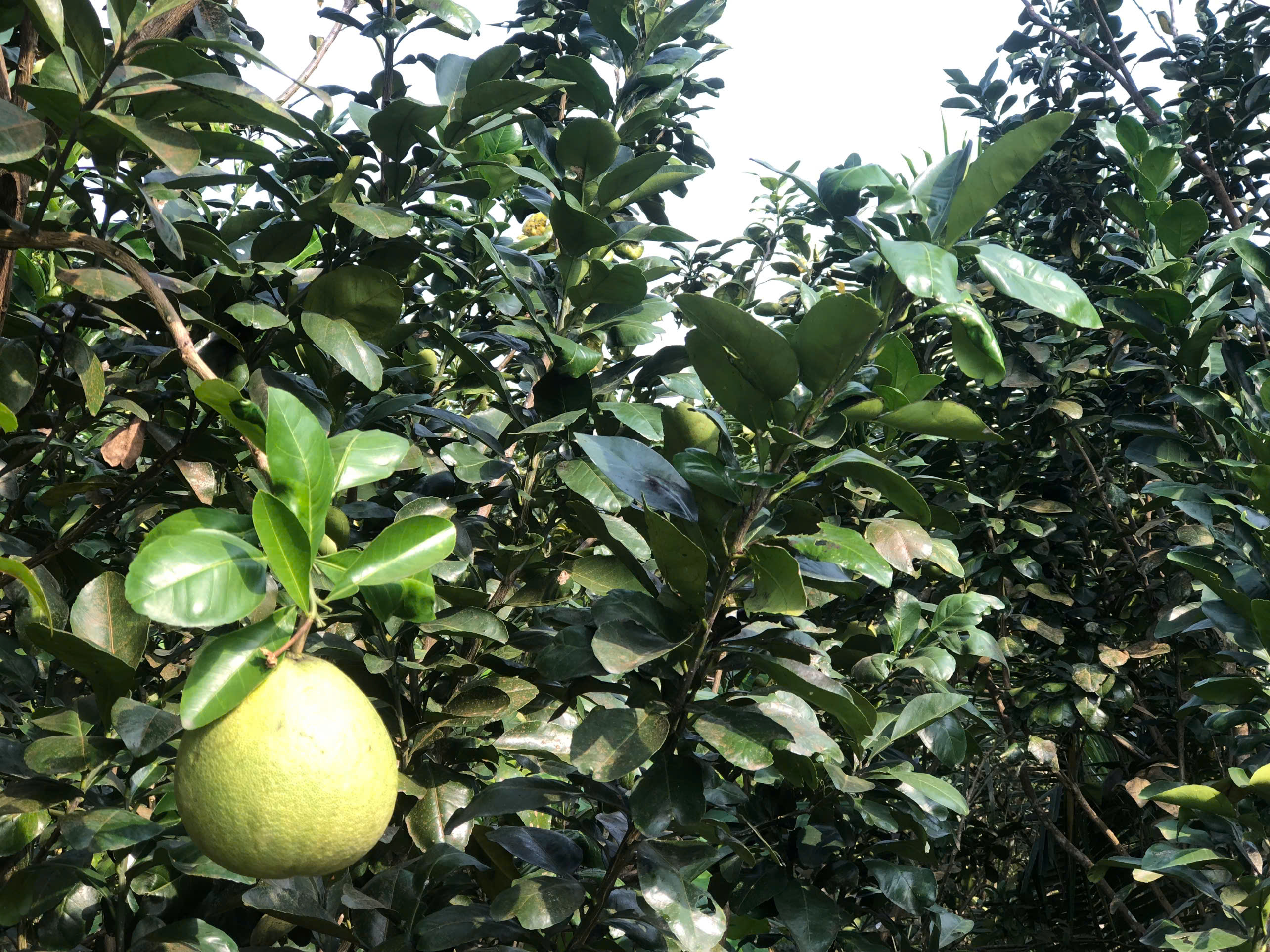 countryside-canthobiketours