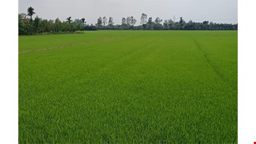 WHERE I CAN FIND RICE FIELD IN CAN THO