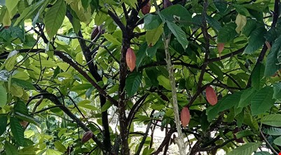 COUNTRYSIDE BIKING CAN THO 18km