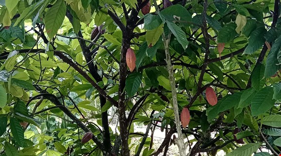 COUNTRYSIDE BIKING CAN THO 18km