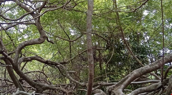 COUNTRYSIDE BIKING CAN THO 18km