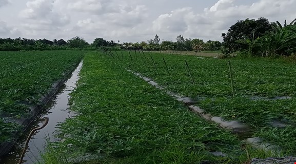 COUNTRYSIDE BIKING CAN THO - THOI LAI 40Km