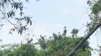  NATURE RESERVE AND WILDLIFE ( Lung Ngoc Hoang )