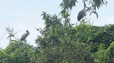  NATURE RESERVE AND WILDLIFE ( Lung Ngoc Hoang )