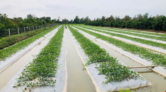 COUNTRYSIDE BIKING CAN THO - THOI LAI 40Km