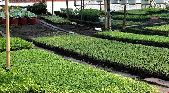 FLOATING MARKET & FRUIT GARDEN & CYCLING