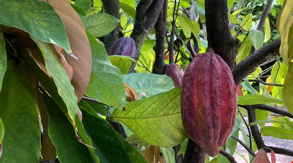 FLOATING MARKET & FRUIT GARDEN & CYCLING