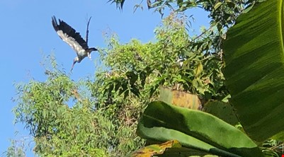  NATURE RESERVE AND WILDLIFE ( Lung Ngoc Hoang )